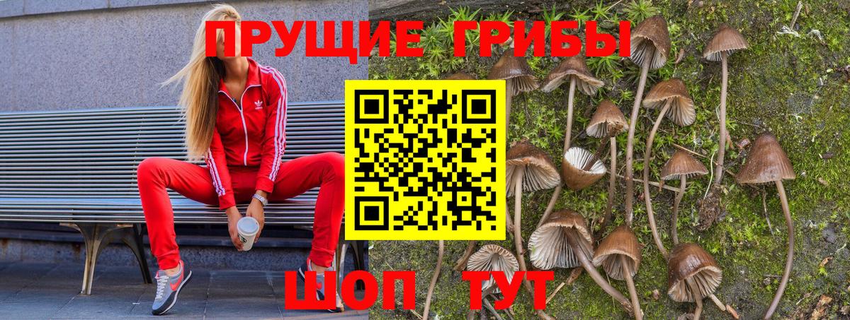 Галлюциногенные грибы Psilocybine cubensis Камень-на-Оби