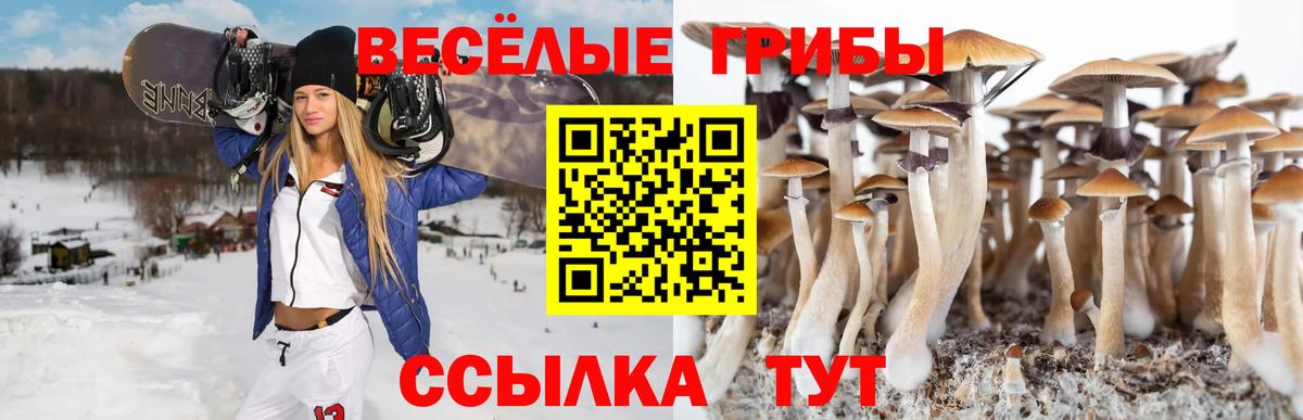 Камень-на-Оби  Псилоцибиновые грибы Psilocybe  Вход с VPN 